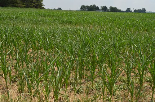 Property photo 26 - 51.5 Acres Offered in 5 tracts, 2 Farm Sites